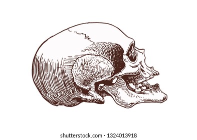 Vintage human skull, vector illustration,retro background