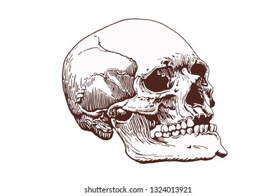Vintage human skull, vector illustration,retro background