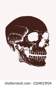 Vintage human skull, vector illustration,retro background