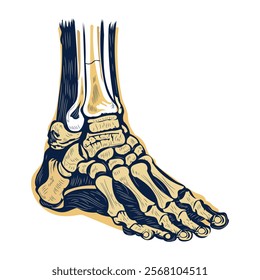 A vintage illustration of ankle bones