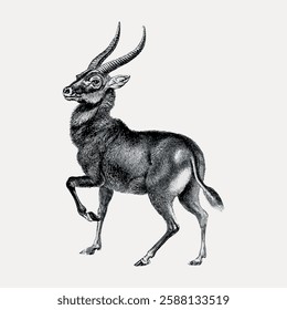 Vintage illustration of an antelope with detailed fur and curved horns. The antelope stands gracefully, showcasing its elegant posture and distinct features. Vintage animal illustration vector.