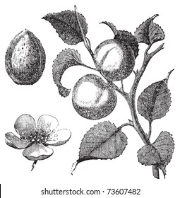 Vintage illustration of an apricot tree, also showing the apricot kernel and flower. Vector live trace from a scan of an engraving from Trousset Encyclopedia, 1886 - 1891