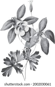 Vintage illustration of Aquilegia flabellata in in black white perennial plants petals floral