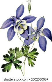 Vintage illustration of Aquilegia flabellata in color perennial plants petals floral