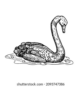 Ilustración vintage del cisne negro sobre fondo blanco aislado. Animales de ilustración de vector de Australia. Vida silvestre de carácter de diseño retro en estilo de grabado.