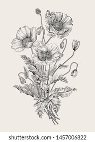 Vintage illustration. Bouquet. Poppies. Black and white 
