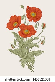 Vintage illustration. Bouquet. Red Poppies. 