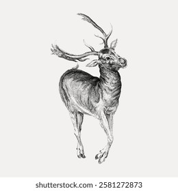 Vintage illustration of a deer with antlers. Detailed deer sketch. Black and white deer drawing. Elegant deer artwork. 