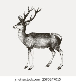 Vintage illustration of a deer with antlers. Detailed deer sketch with textured fur. Elegant deer standing, showcasing its majestic antlers and graceful posture. Vintage bird illustration vector.