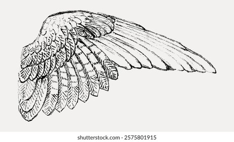 Vintage illustration of a detailed bird wing. The bird wing features intricate feather patterns. This bird wing art captures the essence of flight and nature. Vintage illustration isolated, vector.