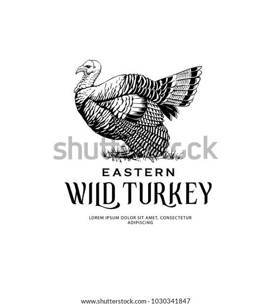Vintage Illustration\
of Eastern Wild Turkey