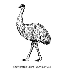 Vintage illustration of emu on isolated white background. Vector skerch animal from Australian. Retro design character wildlife in engraving style.