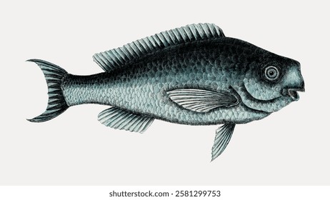 Vintage illustration of a fish with detailed scales and fins. The fish illustration showcases intricate details, highlighting the fish's unique features. Vintage fish illustration isolated, vector.