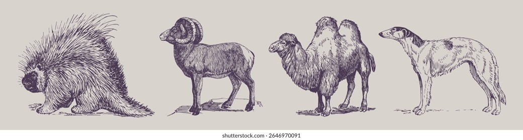 Vintage illustration of four animals: porcupine, ram, camel, and dog. Detailed sketches of porcupine, ram, camel, and dog in classic style. Element vector set.