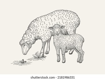 Vintage Illustration With Grazing Sheep And Lamb. Engraving Style. Black And White.