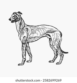 Vintage illustration of a greyhound dog. Detailed greyhound drawing showcases sleek body and elegant posture. Classic greyhound art in monochrome style. Vintage animal illustration vector.