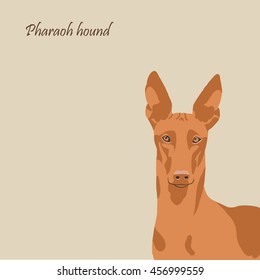 Vintage illustration head portrait of one red color dog of pharaoh hound breed  on light background with  text above