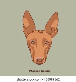 Vintage illustration head portrait of one red color dog of pharaoh hound breed  on gray background with  text below
