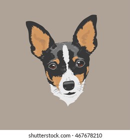 Short Haired Fox Terrier Images Stock Photos Vectors Shutterstock