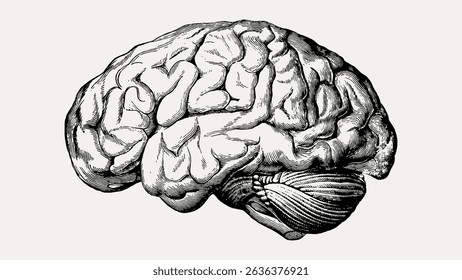 Vintage illustration of a human brain, detailed brain sketch, black and white brain drawing, artistic brain depiction, classic art, anatomical design. Vintage art illustration vector.