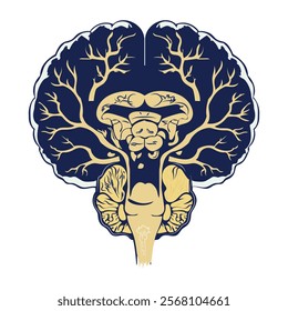 A vintage illustration of human brainstem