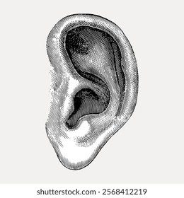 Vintage illustration of a human ear. Detailed ear sketch in black and white. Classic ear drawing with intricate lines. Artistic ear depiction. Vintage art drawing illustration, painting art vector.