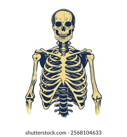 A vintage illustration of a human skeleton