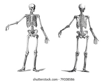 110,345 Human skeleton Stock Vectors, Images & Vector Art | Shutterstock