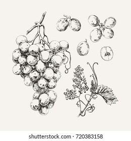 Vintage illustration of ink drawn sweet white grape