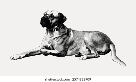 Vintage illustration of a large dog, lying down. The dog has a collar. Detailed drawing of a dog, showcasing its relaxed pose. Classic dog illustration. Vintage illustration isolated on white, vector.