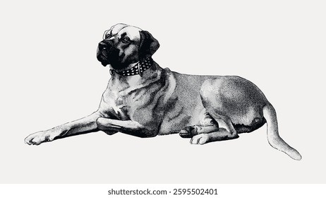 Vintage illustration of a large dog lying down. The dog has a muscular build and a studded collar. Detailed shading highlights the dog's features and posture. Vintage animal illustration vector.