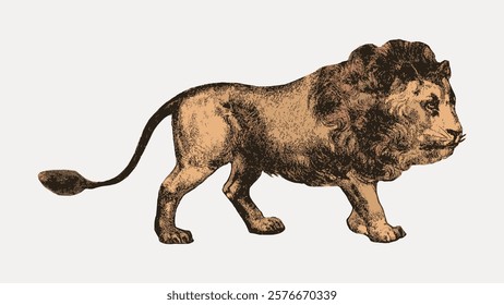 Vintage illustration of a lion. The lion, with a majestic mane, stands proudly. This lion artwork captures the essence of the wild, showcasing the lion's strength. Vintage vector element.