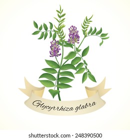 Vintage Illustration Of Liquorice Plant (Glycyrrhiza Glabra)