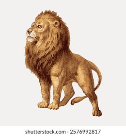 Vintage illustration of a majestic lion with a full mane. The lion stands proudly, showcasing its strength and regal presence. Detailed lion artwork. Vintage art drawing, isolated vector element.