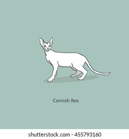 Vintage illustration of one curly white cat of cornish rex breed with yellow eyes standing on gray blue background with text below