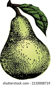 vintage illustration of a pear