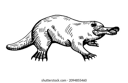 Vintage illustration of platypus on isolated white background. Vector illustration animal from Australian. Retro design character wildlife in engraving style.