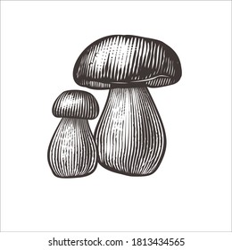 Vintage illustration of porcini mushrooms. Food drawing in an engraving style.  Vegetarian product. Suitable for recipe, icon, packaging, menu, label, poster, book.