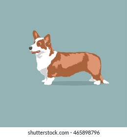 Vintage illustration portrait of one beautiful welsh corgi cardigan dog of white and red color standing on light blue background 