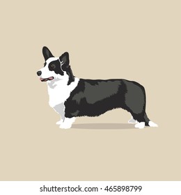 Vintage illustration portrait of one beautiful welsh corgi cardigan dog of white and black color standing on light brown background 