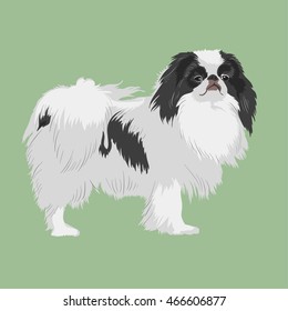 Vintage illustration portrait of one beautiful dog of japanese chin spaniel breed with black and white coat standing on light green background 