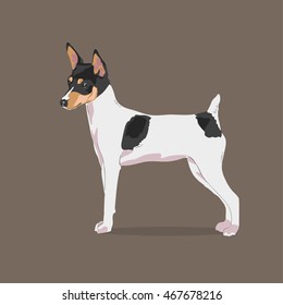 Short Haired Fox Terrier Images Stock Photos Vectors Shutterstock