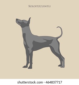 Vintage illustration  portrait of one black color dog of Xoloitzcuintli mexican hairless breed of standard size  standing on light brow background with text above