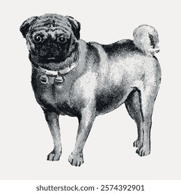 Vintage illustration of a pug. The pug stands with a curled tail. Detailed pug drawing in black and white. Classic pug art with a textured look. Vintage art drawing, isolated vector element.