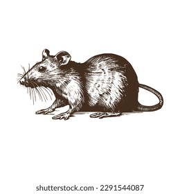 Vintage illustration of a rat. an old-school drawing of mice. Aesthetic retro logo of a rodent isolated on white background. vector logo.