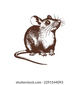 Vintage illustration of a rat. an old-school drawing of mice. Aesthetic retro logo of a rodent isolated on white background. vector logo.