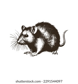 Vintage illustration of a rat. an old-school drawing of mice. Aesthetic retro logo of a rodent isolated on white background. vector logo.