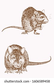 Vintage illustration of rats , vector sketch of rodent