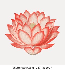 Vintage illustration of a red lotus flower. Detailed red lotus petals, vintage style. Red lotus in bloom, classic vintage floral art, lotus centerpiece. Vintage floral illustration isolated, vector.