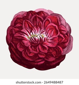 Ilustração vintage de uma flor de peônia vermelha. A peônia vermelha é detalhada, mostrando suas intrincadas pétalas. Arte de peônia vermelha, perfeita para entusiastas do design floral. Vetor de ilustração de flor vintage.